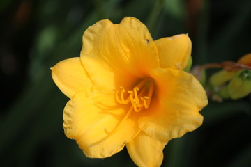 Obraz premium yellow iris flower
