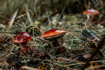 picking mushrooms in the forest