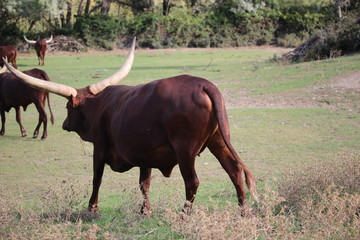 vache