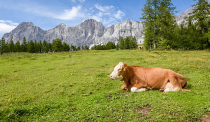 Fototapeta na wymiar A cow lying in a meadow under the Austrian mountains.