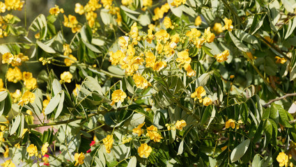 Senna Siamea or Kasood, an ornamental evergreen tree with yellow flowers