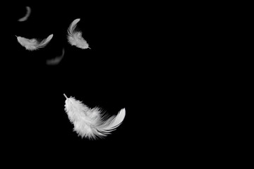 soft white feather floating in the air, black background  with copy space