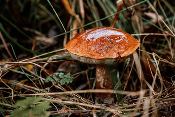 picking mushrooms in the forest