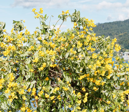 Senna Siamea - Yellow flowers and green leaves of Kassod tree or Cassia tree