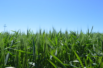 Flowering wheat crop under a blue sky