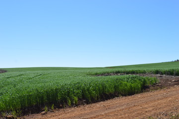 Fototapeta na wymiar Flowering wheat crop under a blue sky