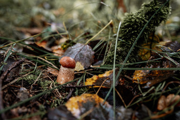 picking mushrooms in the forest