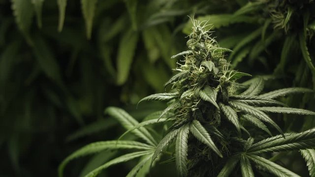 Big Beautiful Ripe Medical Cannabis Bud with Trichomes Sways Under the Air Flows Among Bushes in a Greenhouse. Static Macro Shot