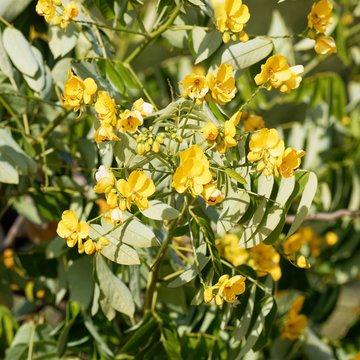 Senna Siamea or Kasood, an ornamental evergreen tree with yellow flowers between green-reddish alternate leaves