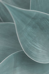 Backgrounds and Textures - Leaves