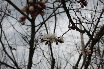 Цветущий абрикос 