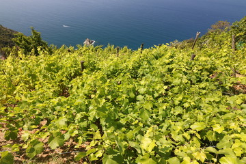 Fototapeta na wymiar Cultivation of vines on the hills of the Cinque Terre.