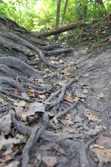 Fototapeta na wymiar Root trail