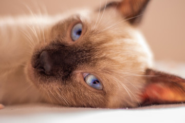 Gato ojos azules
