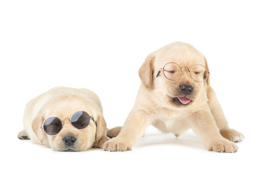 Labrador puppies in sunglasses and eyeglasses isolated on white background