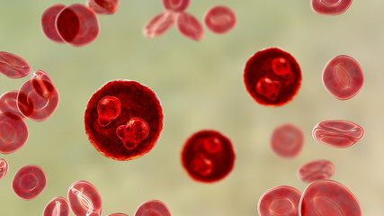 The malaria-infected red blood cells. 3D illustration showing ring-form trophozoites of malaria parasite Plasmodium falciparum inside red blood cells, the causative agent of tropical malaria