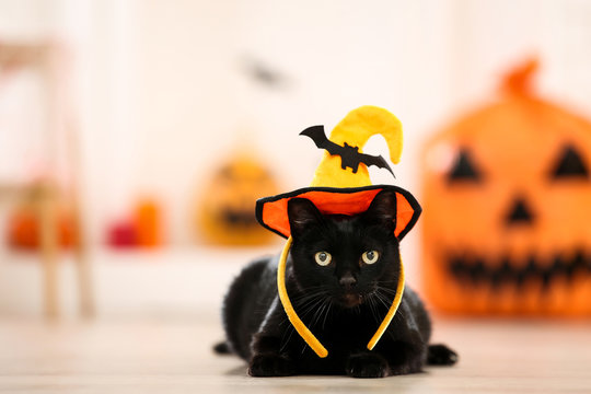 Halloween Cat Images – Browse 172,388 Stock Photos, Vectors, and ...