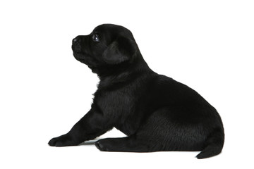 Obraz premium Labrador black puppy isolated on white background