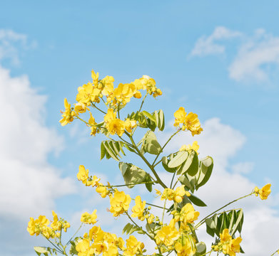 Senna Siamea - Yellow flowers and green leaves of Kassod tree or Cassia tree