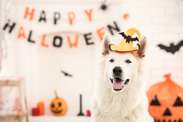 Swiss shepherd dog with halloween hat and pumpkin at home