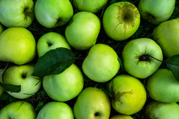 Sweet green apple top view background. Juicy summer autumn fruit backdrop. Sugar containing fruit, summer harvest from above. Fresh vegetarian nutrient, vitamin source, delicious dessert closeup