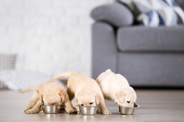 Labrador puppies eating food at home