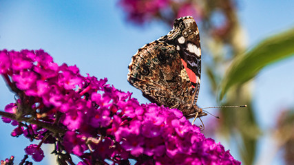 Macro of a beautiful Red admiral butterfly on a flower