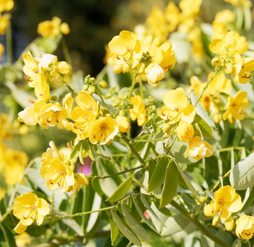 Senna Siamea or Kasood, an ornamental evergreen tree with yellow flowers between green-reddish alternate leaves
