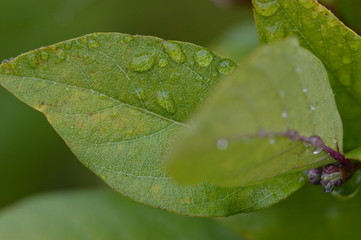 Macro Close-up of leaf with rain drops
