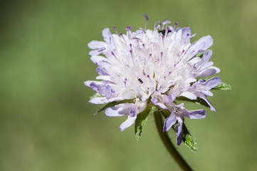 Knautia subscaposa var subintegerrima widow flower or scabious lovely flower light purple or pink