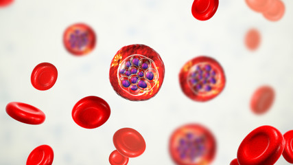 Red blood cells infected with malaria parasite Plasmodium vivax, schizont stage, 3D illustration