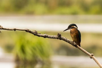 Eisvogel (Alcedo atthis)in einem Naturschutzgebiet in Stolpe in Brandenburg