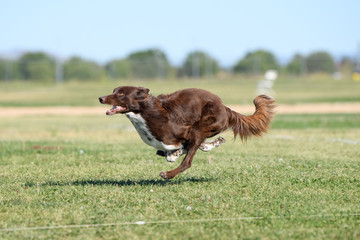 Border collie chasing a lure in the grass