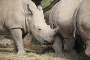 Obraz premium rhinocéros