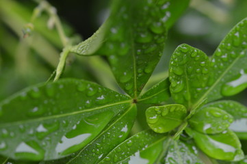 Fototapeta premium Macro Close-up of leaf with rain drops
