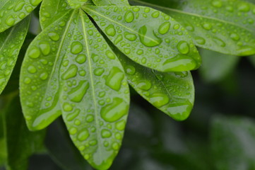 Macro Close-up of leaf with rain drops