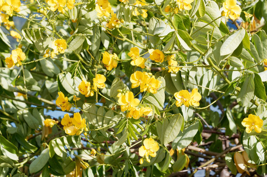 Senna Siamea or Kasood, an ornamental evergreen tree with yellow flowers