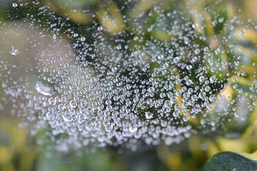 Macro Close-up of Spider Web with rain drops