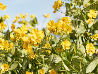Obraz premium Kassod tree or Cassia tree (Senna Siamea)