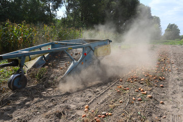 Ternopil region Ukraine, September 2019 Farmer with tractor with special equipment - digging potatoes. The concept of a good harvest.
