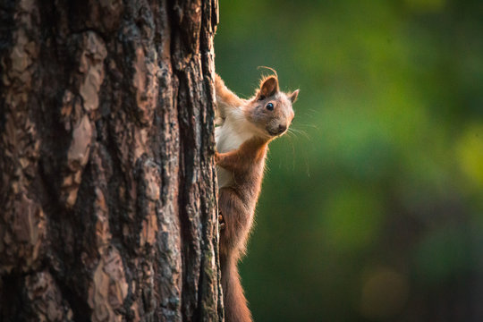 Curious red squirrel in the Autumn park