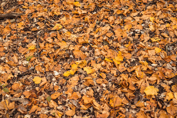 autumn leaves in the forest covering the earth