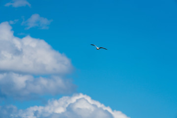 Vogel am Himmel mit Wolken
