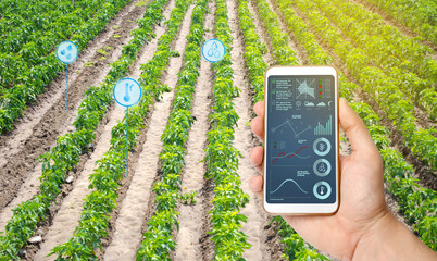 Farmer hold a smartphone on a background of a field with a pepper plantations. Agricultural...