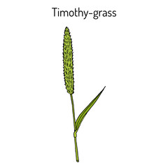 Timothy-grass Phleum pratense , medicinal plant