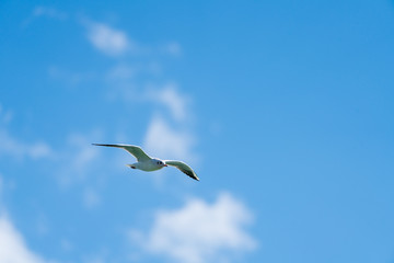 Vogel am Himmel mit Wolken