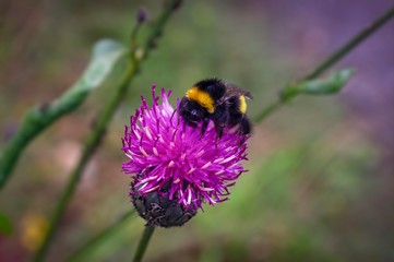 A large shaggy bumblebee collects nectar from a burdock flower.
