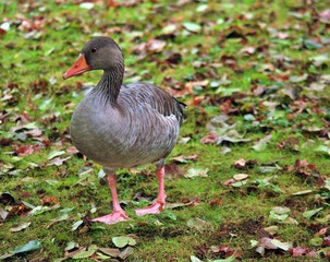 woman duck runs through freshly fallen foliage to the lake