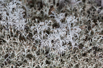 Background of lichen Cladonia macro