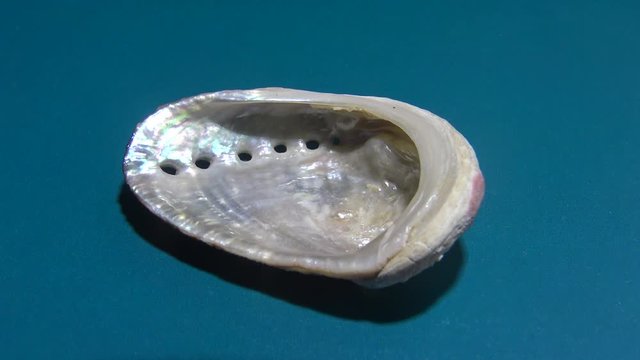 Haliotis, common name abalone, paua, or ormer. Red Sea